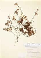 藏品(高山蔓山鵑)的圖片